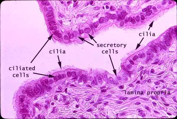 Vejcovod Tunica mucosa lamina epithelialis jednovrstevný