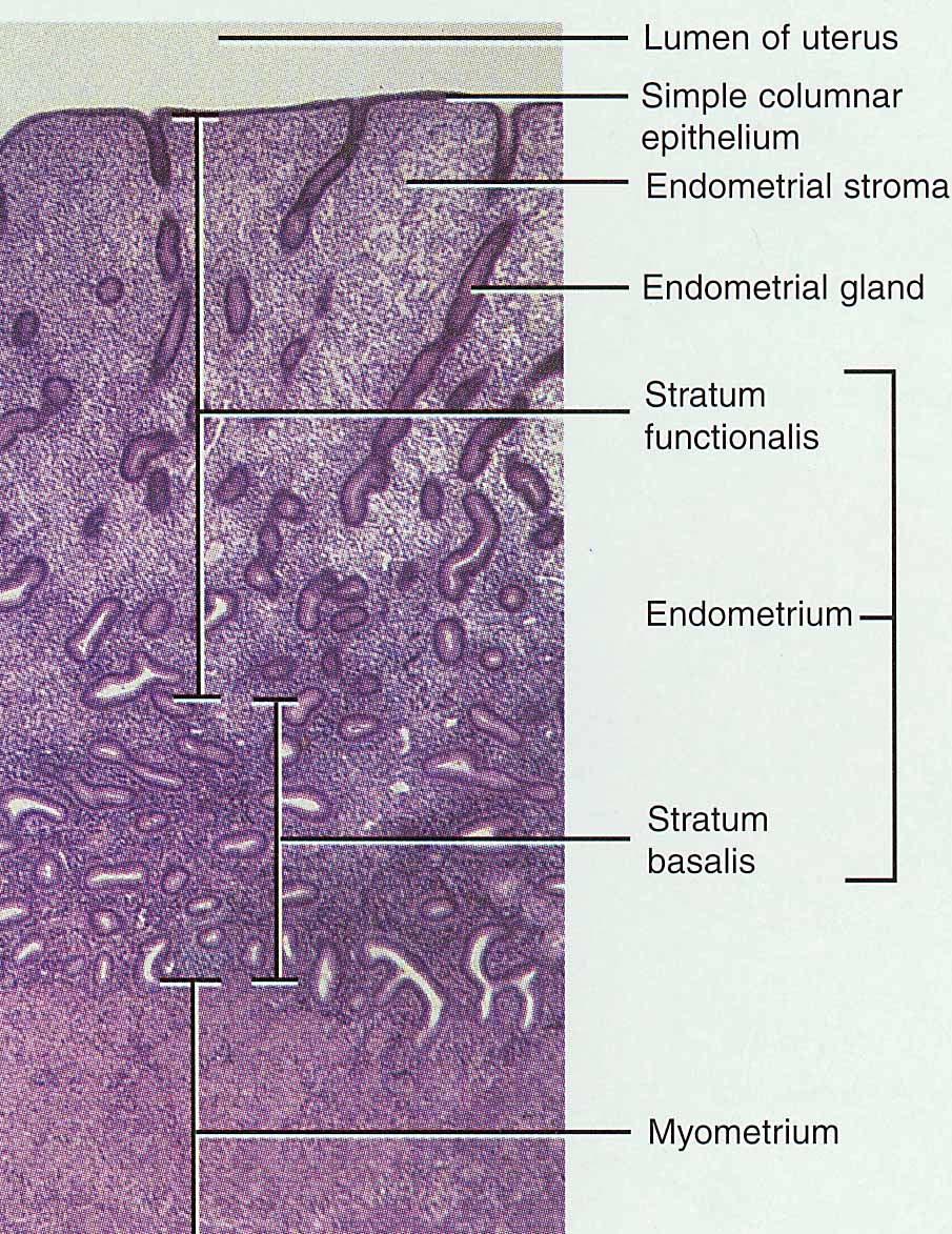 Uterine wall ~ 1.5-2 cm 1. Endometrium T. Mucosa 2.