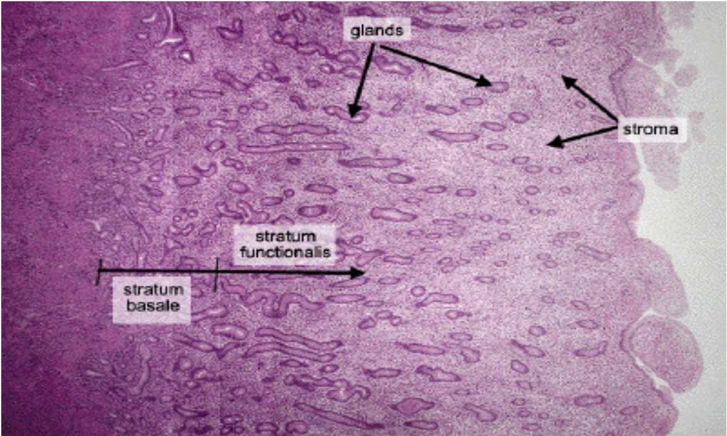 Uterus Endometrium 1 lamina epithelialis + lamina propria epitel jednovrstevný cylindrický sekreční a řasinkové buňky lamina propria řídké pojivo s mnoha fibroblasty, + hojná základní amorfní hmota