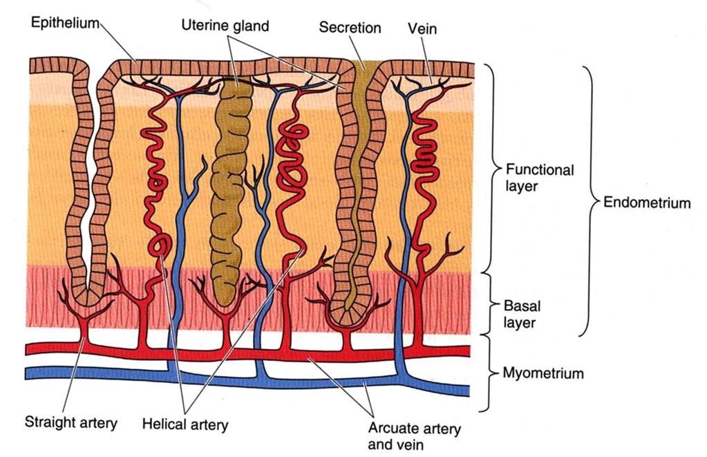 Uterus Endometrium Cévní zásobení arterioly lacuny - venuly Přímé