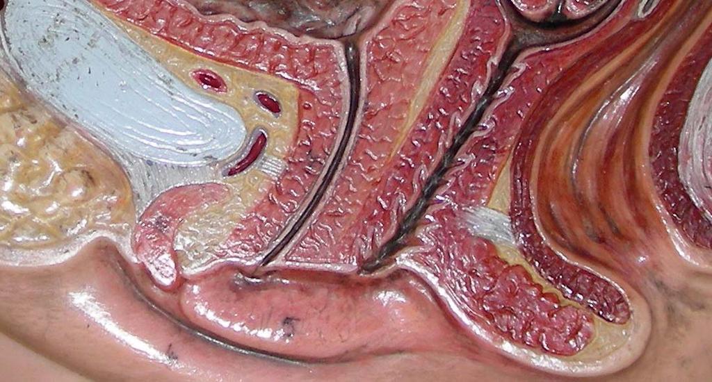Ženské pohlavní orgány Anantomické poměry 2 Vaječník (ovárium) Vejcovod (tuba uterina) Fundus dělohy