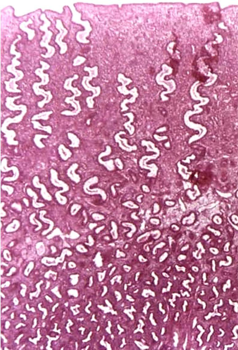 Endometrium Sekreční fáze Sobotta, 1995