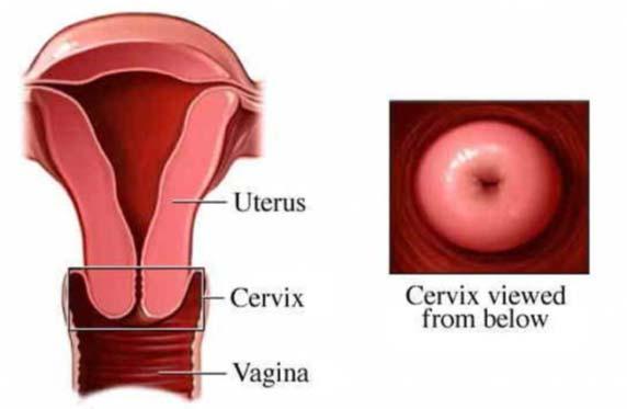 tloušťku během ovariálního cyklu důležitý pro graviditu