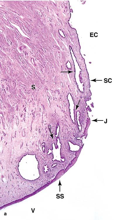 Cervix Cervikální žlázky (tubulární, rozvětvené, mucus) Jednovrstevný cylindrický ep.