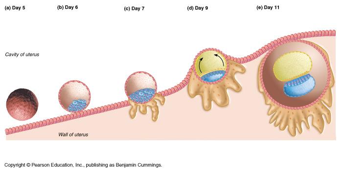 Placenta 1 = přechodně existující orgán Functions 1) transport (voda, kyslík, oxid uhličitý, živiny, protilátky, chem.