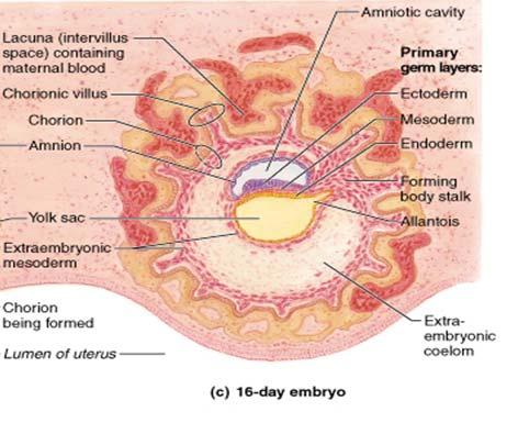 Placenta 2 Choriové klky prstovité výběžky embryonální tkáně, které přicházejí do kontaktu s kravácejícím endometriem Deciduální buňky fibroblasty