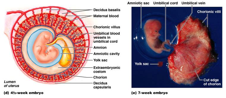 Placenta 3 Pupečník Pupečník Decidua basalis mezi embryem a myometriem
