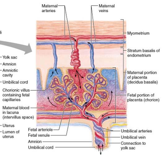 Placenta 5 Maternální arterie Maternální vény Pupečníkové