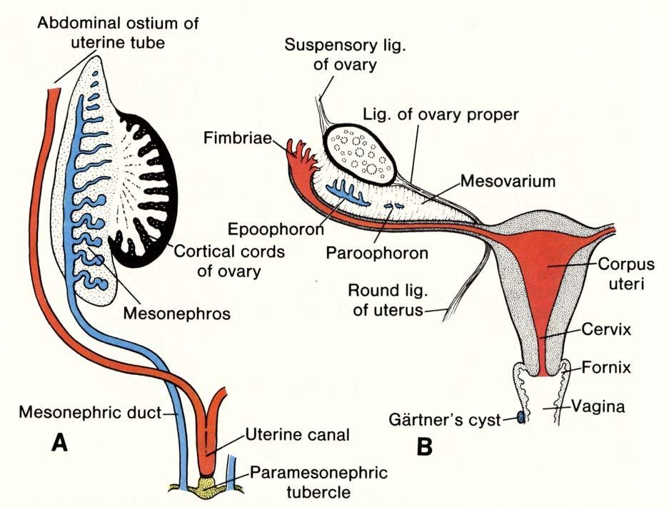 Pohlavní systém Vývodné cesty Ženy Duct. mesonephrici (Wolffovy) zaniká v 8. týdnu (absence testosteronu) Gartnerovy cysty (kaudální část) Duct.