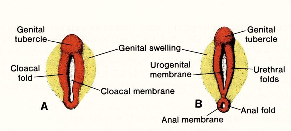 týden Orificium urogenitale