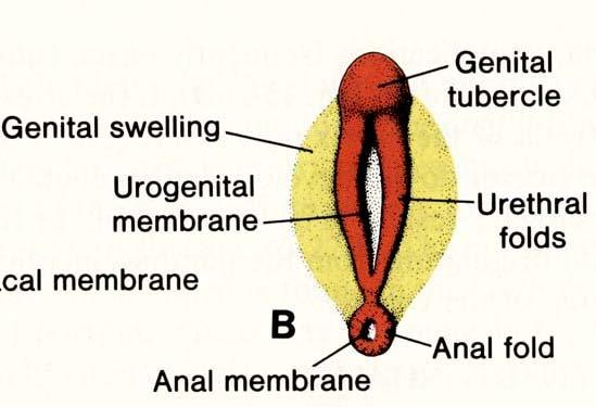 uretrálních řas MUŽ Penis Genitální výběžek ŽENA Clitoris