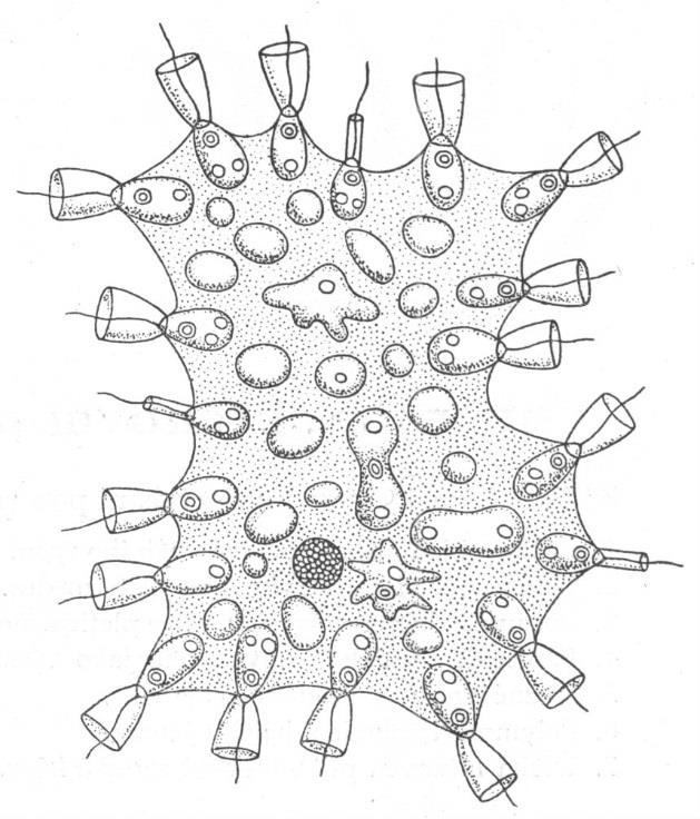 Animalia = Metazoa - živočichové mnohobuněčné organismy autapomorfie (?): mimobuněčná hmota/síť (extracelulární matrix) autapomorfie (?