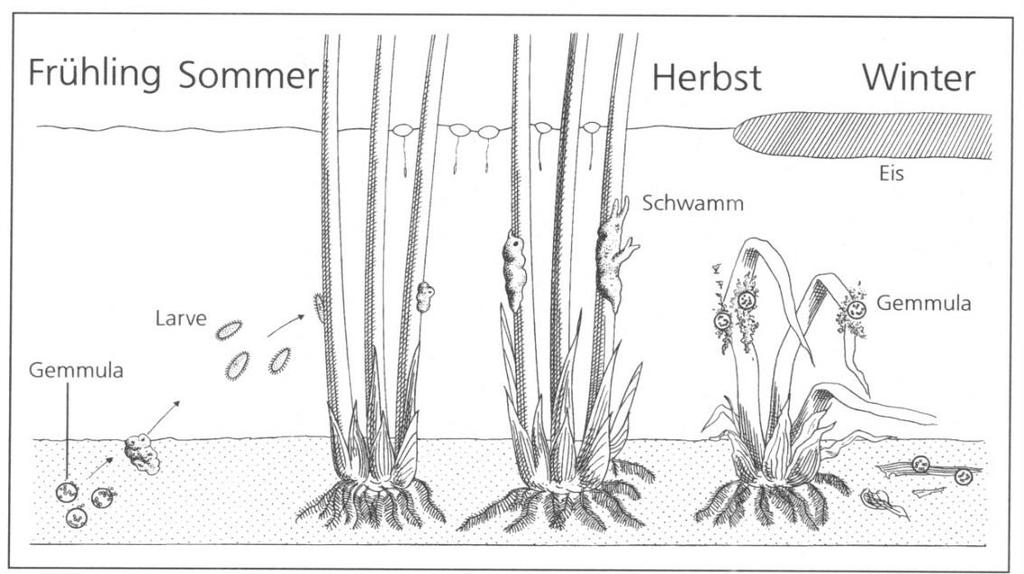 Porifera - houbovci (třída) Demospongia rohovití, houbovci s. str. Mořské i sladkovodní, 80-90 % recentních druhů houbovců. Pouze typ leucon.