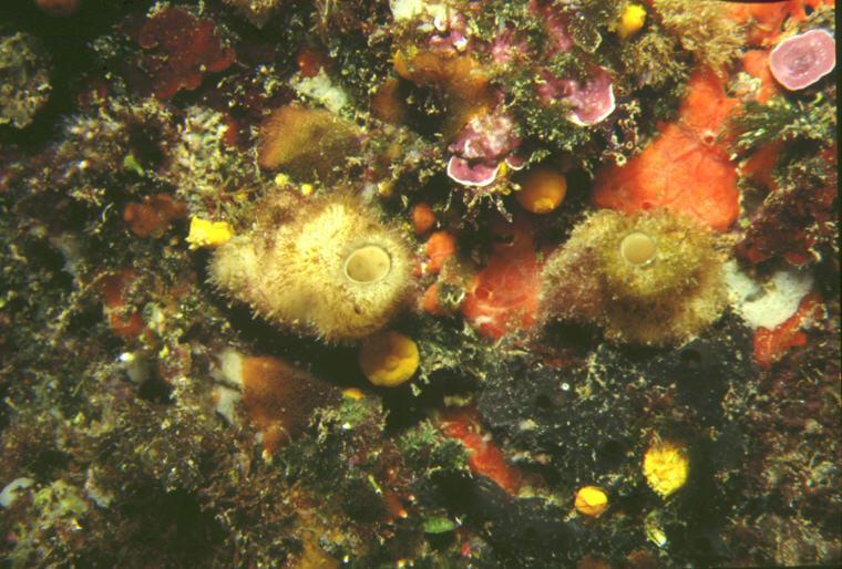 Porifera - houbovci (třída) Calcarea = Calcispongia vápenatí, houbatky Asi 700 recentních druhů, hlavně v mělkých částech moří.