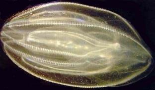 Eumetazoa fylogeneze bazálních skupin Porifera Eumetazoa Ctenophora Placozoa Cnidaria
