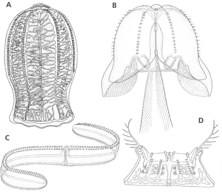Ctenophora - žebernatky (Třída) Tentaculifera = Tentaculata tykadlovky