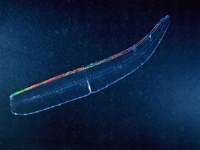 forskalii A: Beroe sp. (Nuda) Velamen parallelum B: Bolinopsis sp.