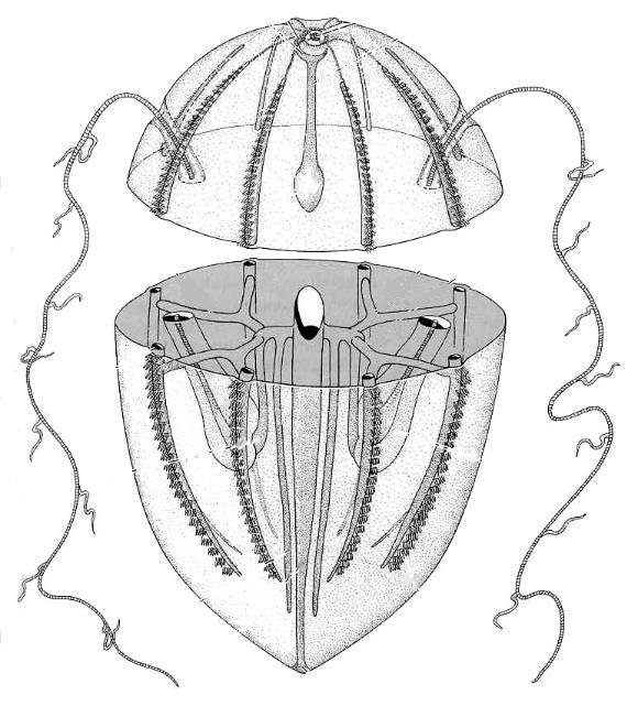 tykadel Ctenophora sp.