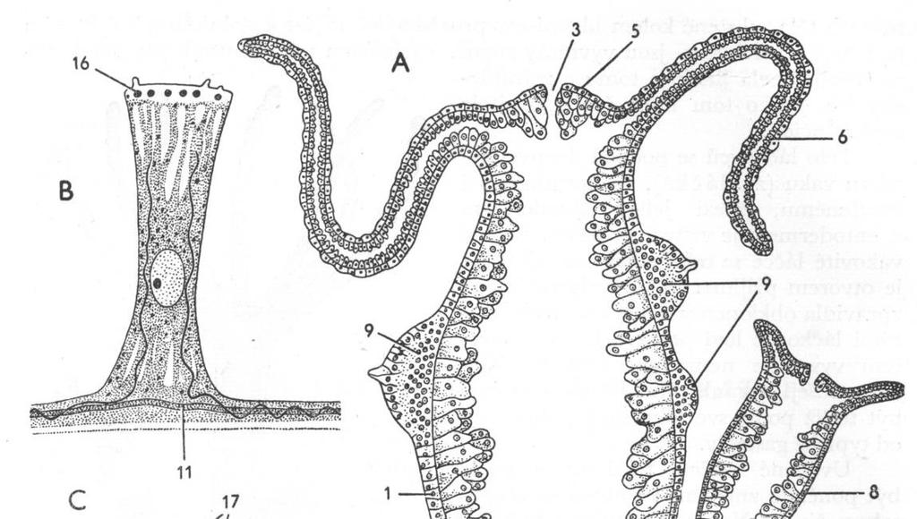 Stavba těla: Cnidaria - žahavci A - podélný řez nezmarem B buňka svalového epitelu C - výsek příčného řezu horní částí nezmara 1 - ektoderm 2 - entoderm 3