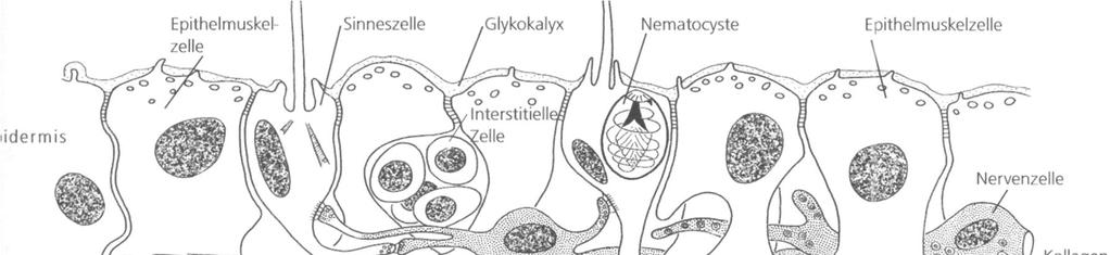 Řez tělní stěnou buňka svalového epitelu Cnidaria - žahavci smyslová