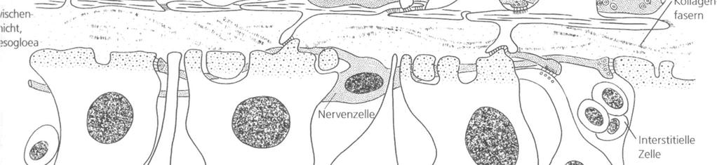 mesogloea nervová buňka kolagenové vlákno gastrodermis neuron