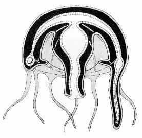 Anthozoa Staurozoa (=
