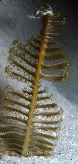 Cnidaria - žahavci (Třída) Anthozoa korálnatci Cca 7500 druhů (Podtřída) Octocorallia - osmičetní