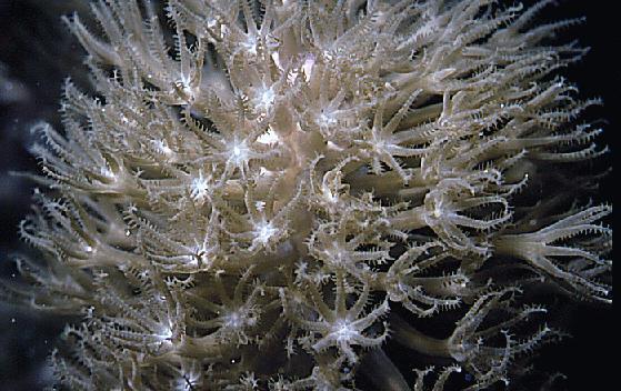 Tubiphora - varhanitka) (Řád) Gorgonaria - rohovitky (např.