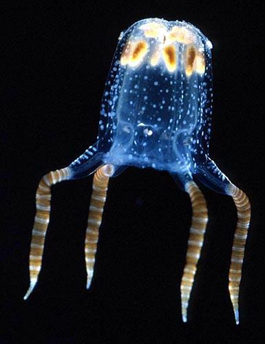 Cnidaria - žahavci (Třída) Cubozoa čtyřhranky jen cca 20 druhů, v mělkých tropických mořích žahavé buňky s vysoce účinným jedem (cardiotoxin) gastrální dutina