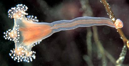 Cnidaria - žahavci (Třída) Staurozoa - kalichovky Skupina nedávno oddělená od medúzovců (tam jako