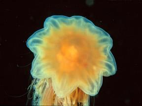 Cnidaria - žahavci (Třída) Scyphozoa
