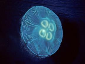 periphylla (Coronata) Cyanea