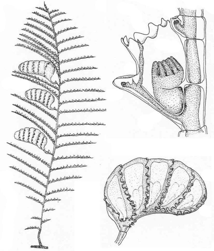 Cnidaria -