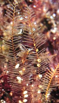 Hydrozoa -
