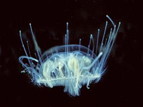 (Třída) Hydrozoa - polypovci (Řád) Hydroida Cnidaria - žahavci pučící medúza pučení dospělí polypy medúza vajíčko (Podřád) Hydrina: životní cyklus