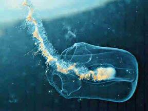 Cnidaria - žahavci (Třída) Hydrozoa (Řád) Syphonophora trubýši: Polymorfní kolonie polypů!