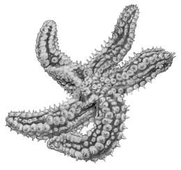Bilateria (= Triploblastica)