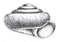 Acoelomorpha Deuterostomia