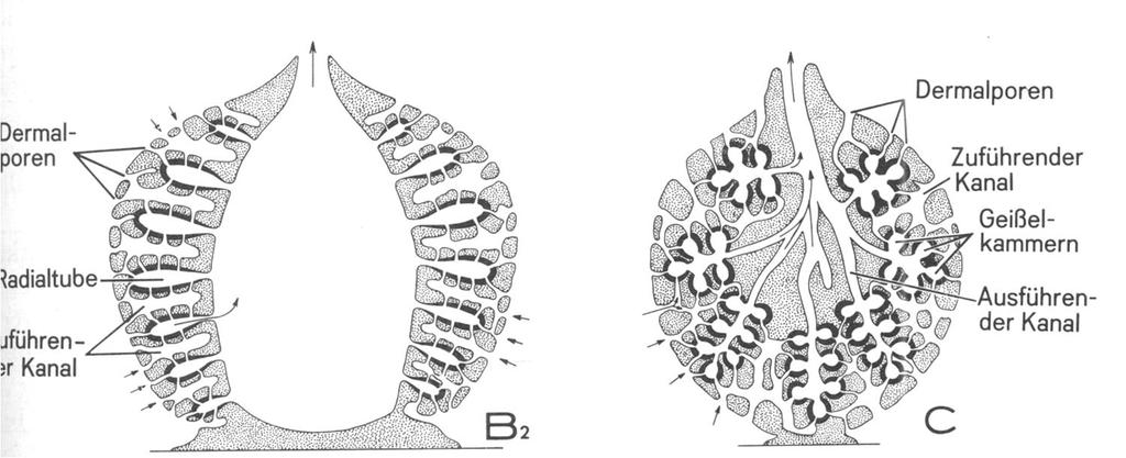 Porifera - houbovci Tři základní stavební typy: A - ascon B 1, B 2 - sycon C - leucon spongocoel osculum ostia radiální tuby
