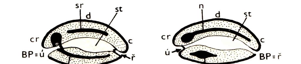 Členění na Protostomia a Deuterostomia lépe odpovídá současným