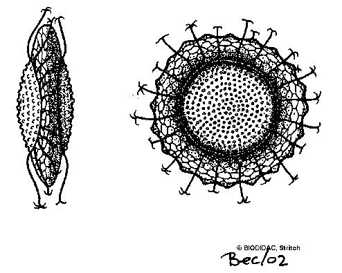 (Kmen) Bryozoa (= Ectoprocta) - mechovci (Třída) Phylactolaemata - mechovky asi 50 druhů v pomalu tekoucích sladkých vodách kolonie monomorfní lophophor tvoří ramena podkovovitého tvaru; epistom
