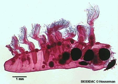 Phylactolaemata:
