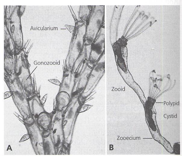 (Kmen) Bryozoa (= Ectoprocta) - mechovci Bugula sp.