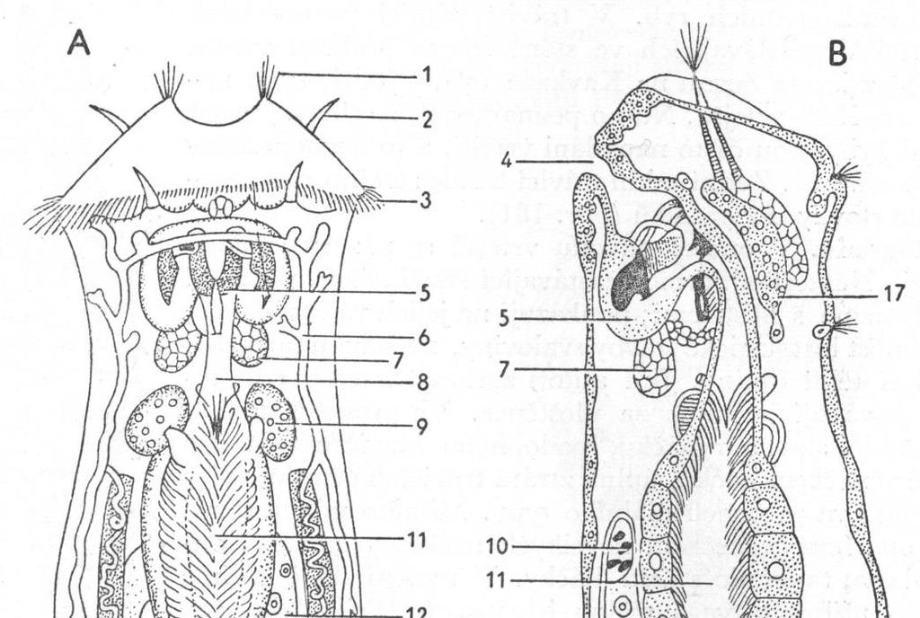Rotifera (= Rotatoria ) - vířníci hlava trup noha Schéma tělní stavby: A - dorsální pohled B - laterální pohled (podélný řez) 1, 2 -smyslové brvy 3 - věnec brv vířivého ogánu (corona) 4 - ústa 5 -