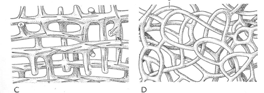 vláken (2): Spongia officinalis
