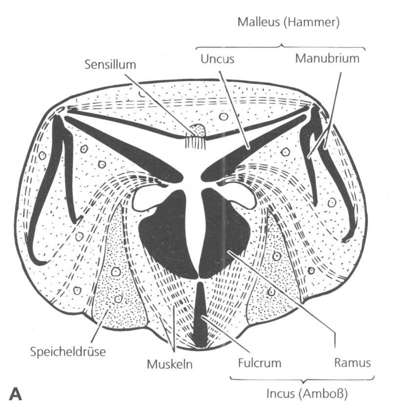 (kovadlina) Schema jednoduchého mastaxu Části mastaxu u