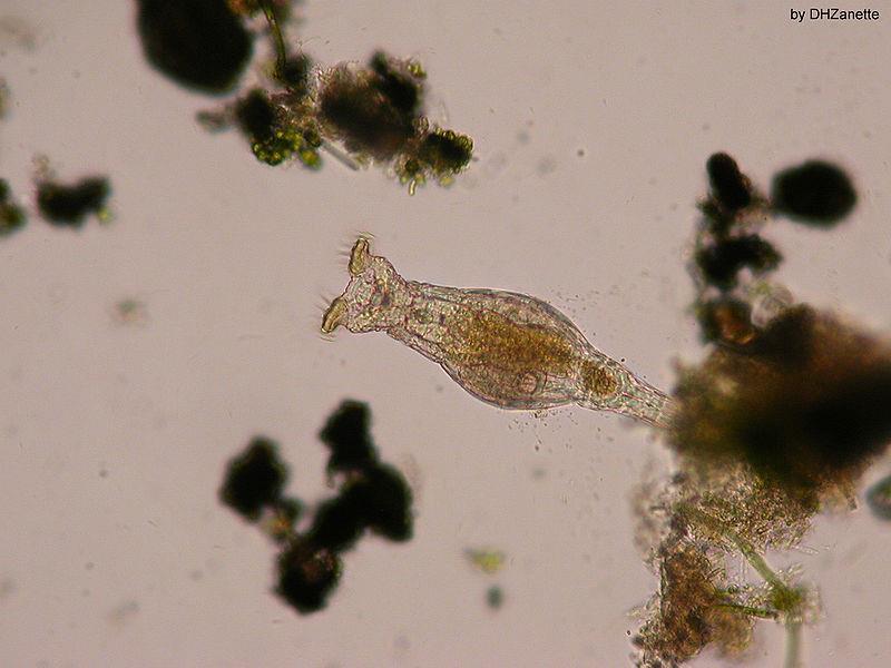 Rotifera (= Rotatoria ) - vířníci (Kmen) Rotifera - vířníci (Třída) Bdelloida - pijavenky sladkovodní a půdní (i na meších či lišejnících) výrazná schopnost anabiózy (životní prostředí!
