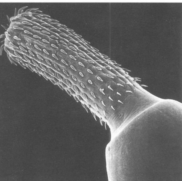 Acanthocephala - vrtejši Autapomorfie: epidermis s rozsáhlým systémem lakun uterinní zvon samic ostnitý rypáček (proboscis) sekundární larva acanthella velikost těla sekundárně zvětšená (řádově v cm)