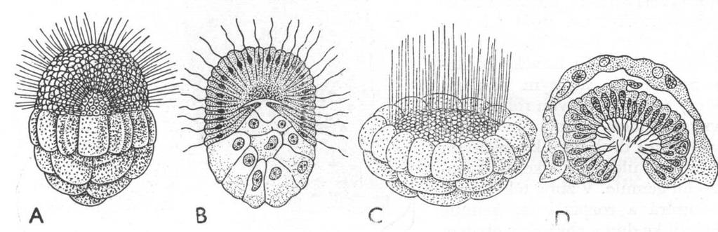 Několik typů larev, zde dva příklady: Porifera - houbovci Larva parenchymula je solidní (nemá dutinu), volně plave nebo leze.