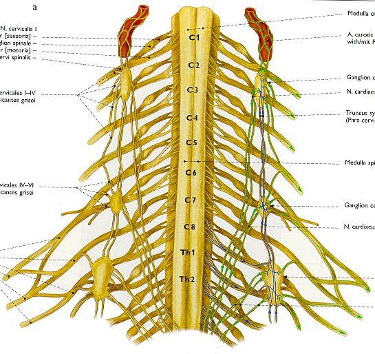 Ganglia